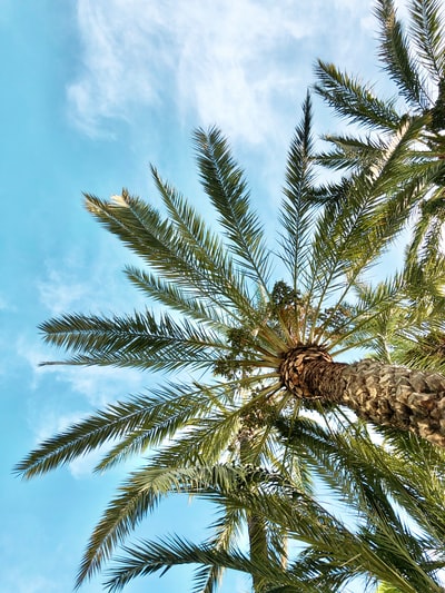 Green palm trees under the blue sky during the day
